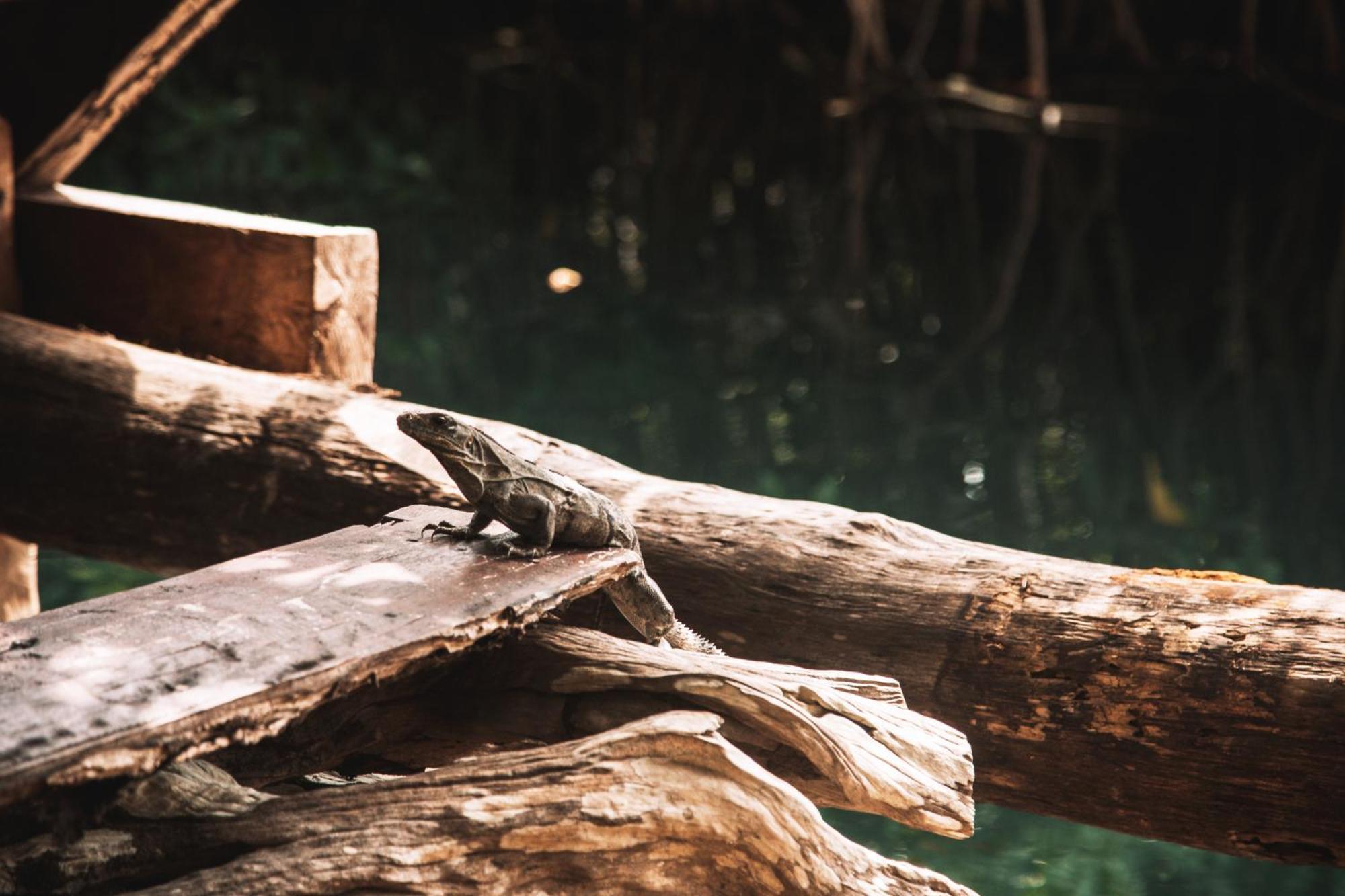 ホテル Uman Glamping & Cenote トゥルム エクステリア 写真